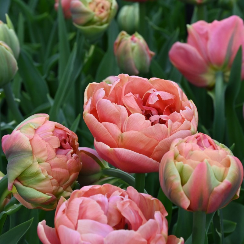 Tulipa 'Copper Image' Tulipa 'Copper Image'