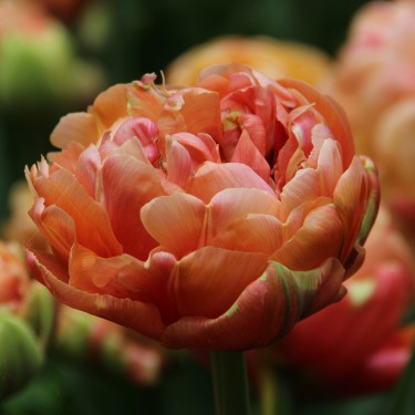Tulipa 'Copper Image' Tulipa 'Copper Image'