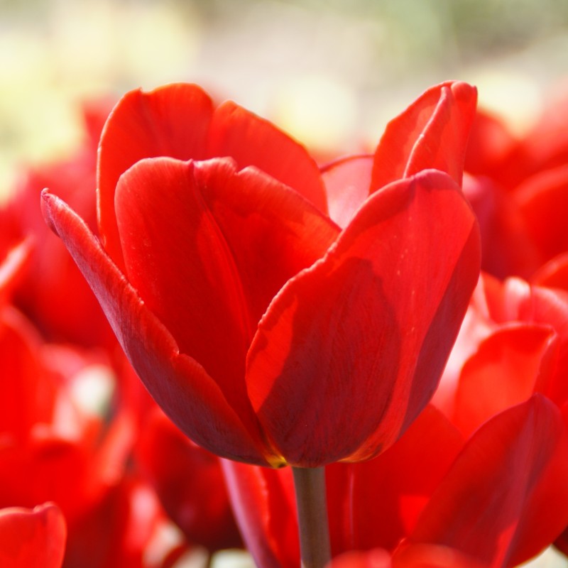 Tulipa 'Couleur Cardinal' Tulipa 'Couleur Cardinal'