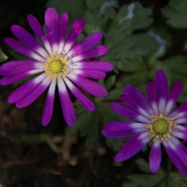 Anemone blanda 'Radar' Anemone blanda 'Radar'