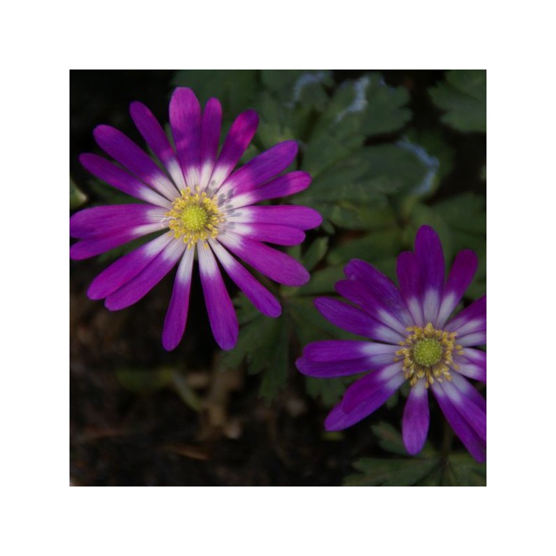 Anemone blanda 'Radar' Anemone blanda 'Radar'