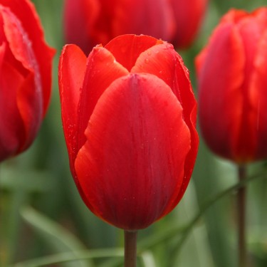 Tulipa 'Couleur Cardinal' Tulipa 'Couleur Cardinal'