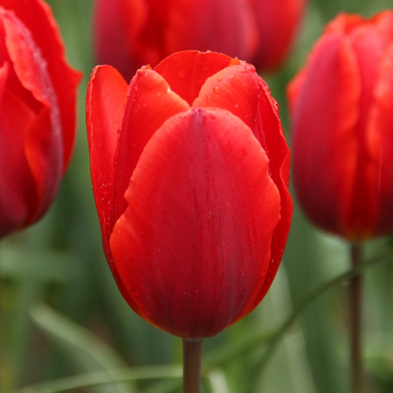 Tulipa 'Couleur Cardinal' Tulipa 'Couleur Cardinal'