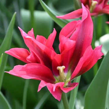 Tulipa 'Doll's Minuet' Tulipa 'Doll's Minuet'