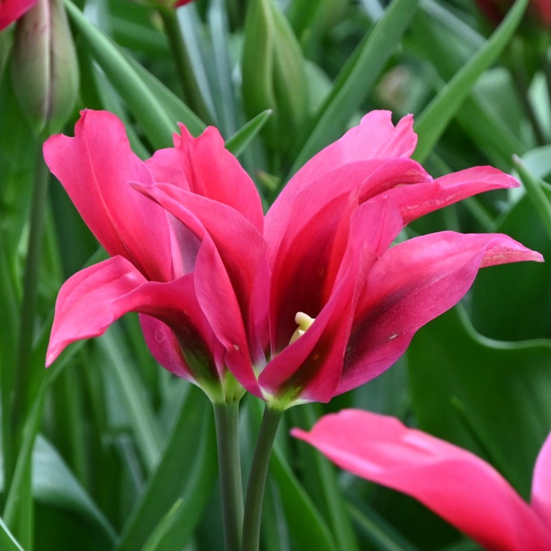 Tulipa 'Doll's Minuet' Tulipa 'Doll's Minuet'