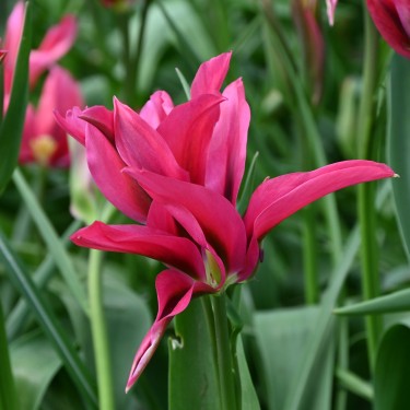 Tulipa 'Doll's Minuet' Tulipa 'Doll's Minuet'
