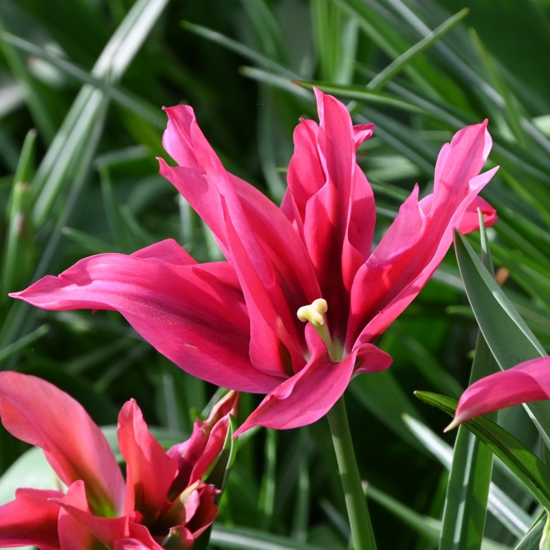 Tulipa 'Doll's Minuet' Tulipa 'Doll's Minuet'