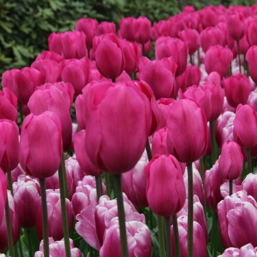 Tulipa 'Don Quichotte' Tulipa 'Don Quichotte'