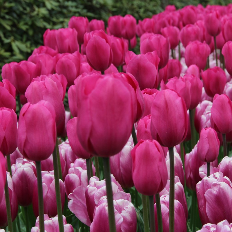 Tulipa 'Don Quichotte' Tulipa 'Don Quichotte'