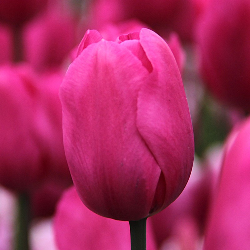 Tulipa 'Don Quichotte' Tulipa 'Don Quichotte'