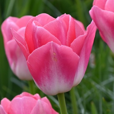 Tulipa 'Dynasty' Tulipa 'Dynasty'
