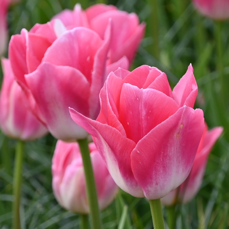 Tulipa 'Dynasty' Tulipa 'Dynasty'