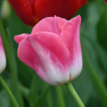 Tulipa 'Dynasty' Tulipa 'Dynasty'