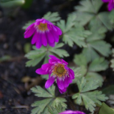 Anemone blanda 'Radar' Anemone blanda 'Radar'