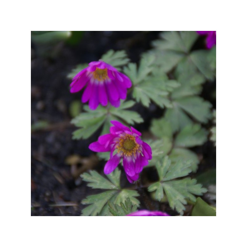 Anemone blanda 'Radar' Anemone blanda 'Radar'