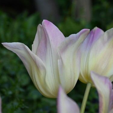Tulipa 'Elegant Lady' Tulipa 'Elegant Lady'