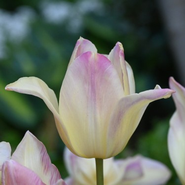 Tulipa 'Elegant Lady' Tulipa 'Elegant Lady'