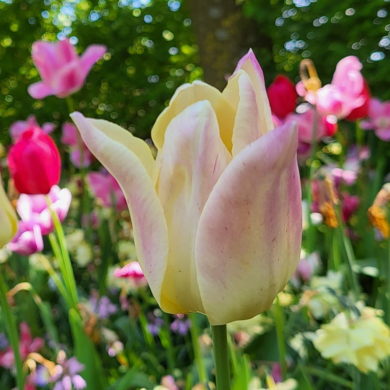 Tulipa 'Elegant Lady' Tulipa 'Elegant Lady'