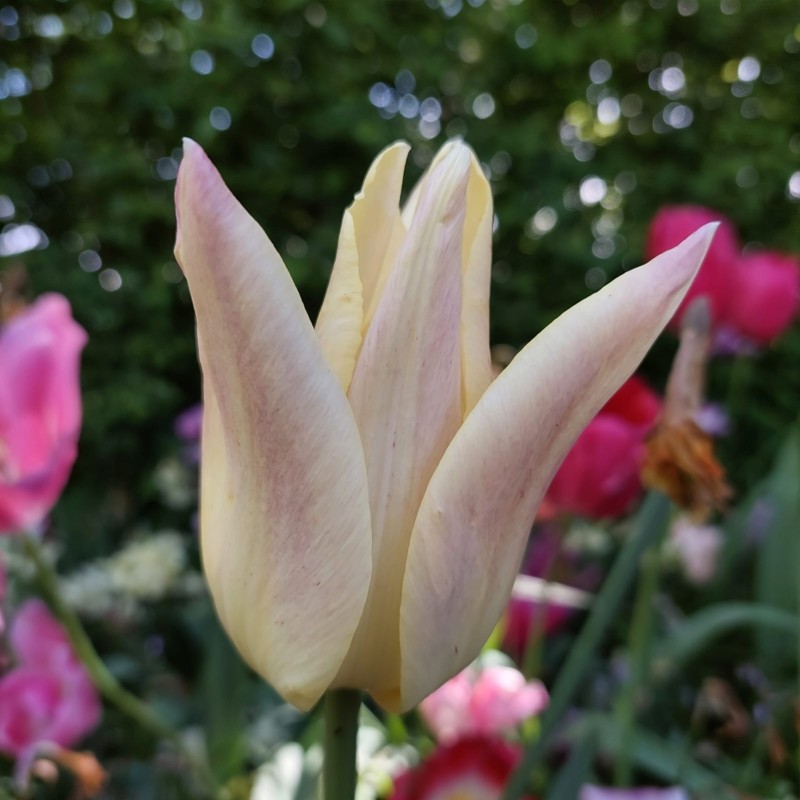Tulipa 'Elegant Lady' Tulipa 'Elegant Lady'