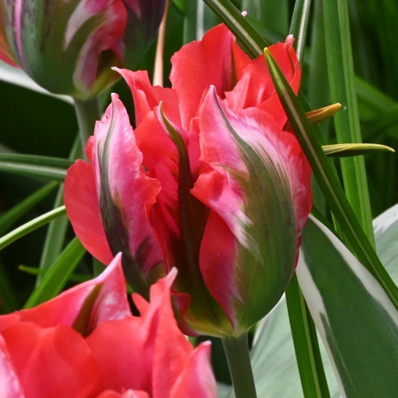 Tulipa 'Esperanto' Tulipa 'Esperanto'