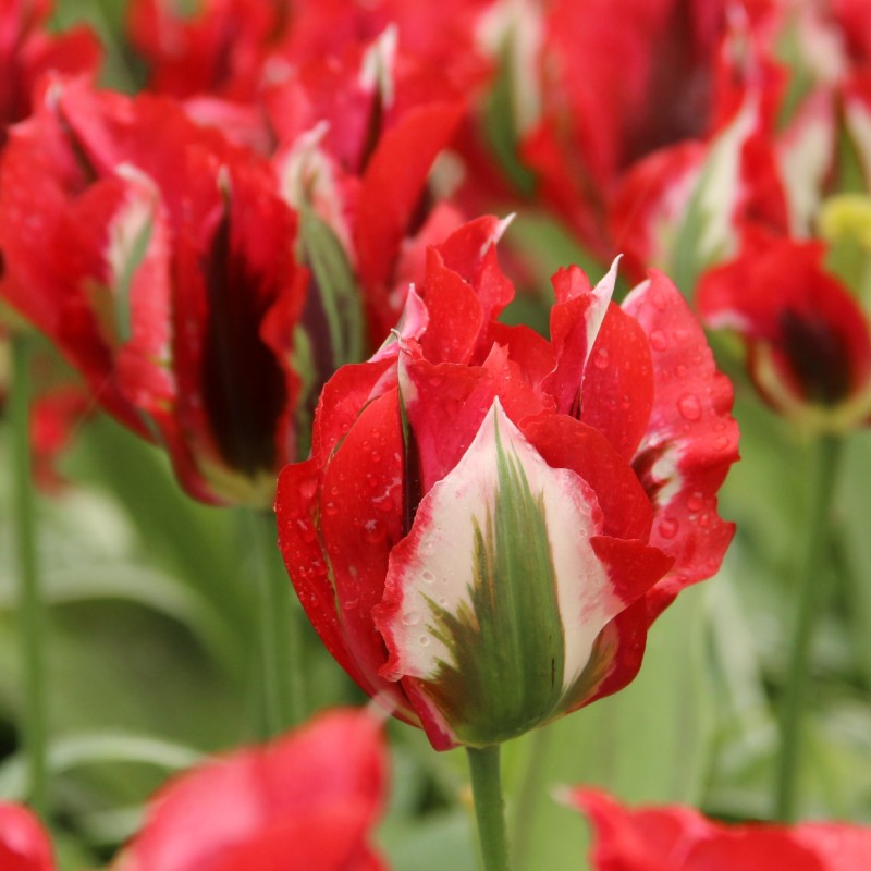 Tulipa 'Esperanto' Tulipa 'Esperanto'