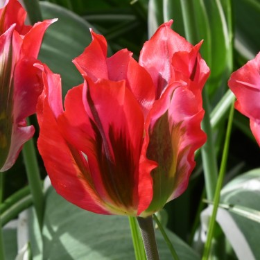 Tulipa 'Esperanto' Tulipa 'Esperanto'