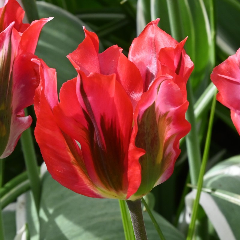 Tulipa 'Esperanto' Tulipa 'Esperanto'