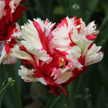Tulipa 'Estella Rijnveld' Tulipa 'Estella Rijnveld'