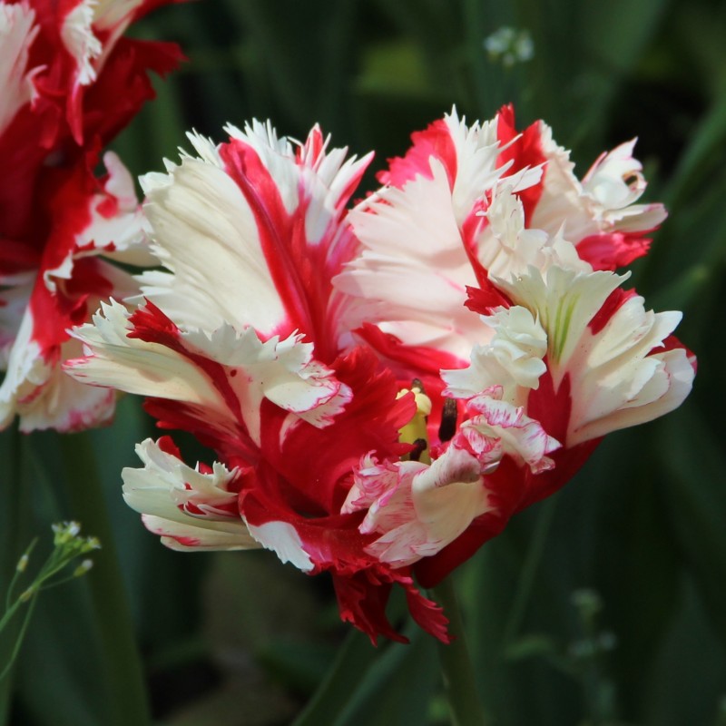 Tulipa 'Estella Rijnveld' Tulipa 'Estella Rijnveld'