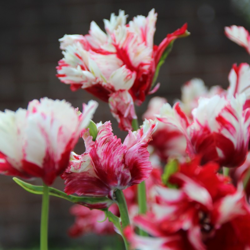 Tulipa 'Estella Rijnveld' Tulipa 'Estella Rijnveld'