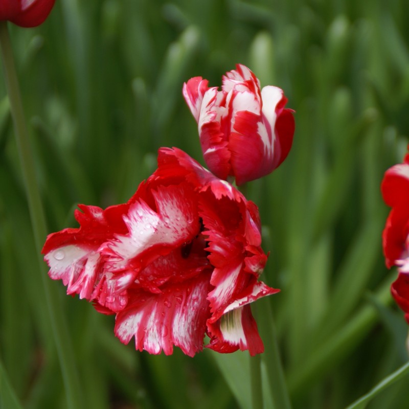 Tulipa 'Estella Rijnveld' Tulipa 'Estella Rijnveld'
