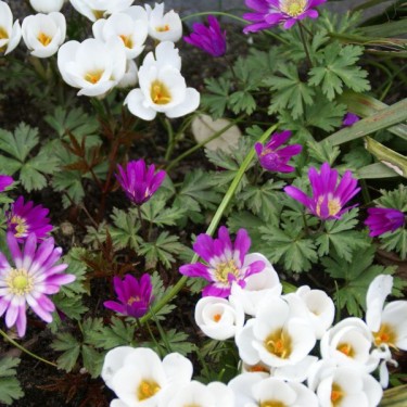 Anemone blanda 'Radar' Anemone blanda 'Radar'