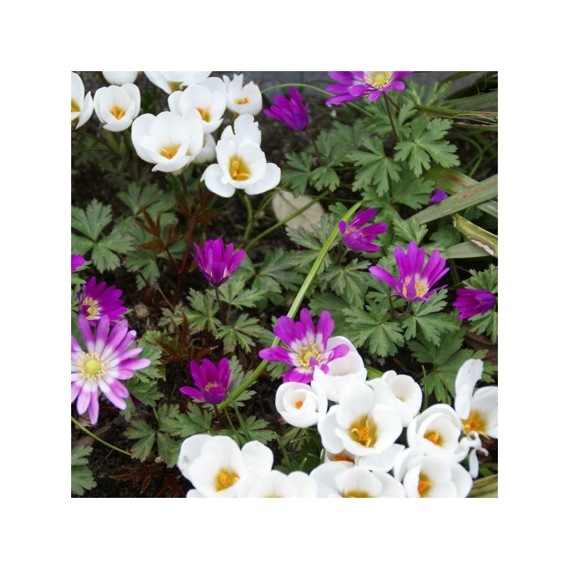Anemone blanda 'Radar' Anemone blanda 'Radar'