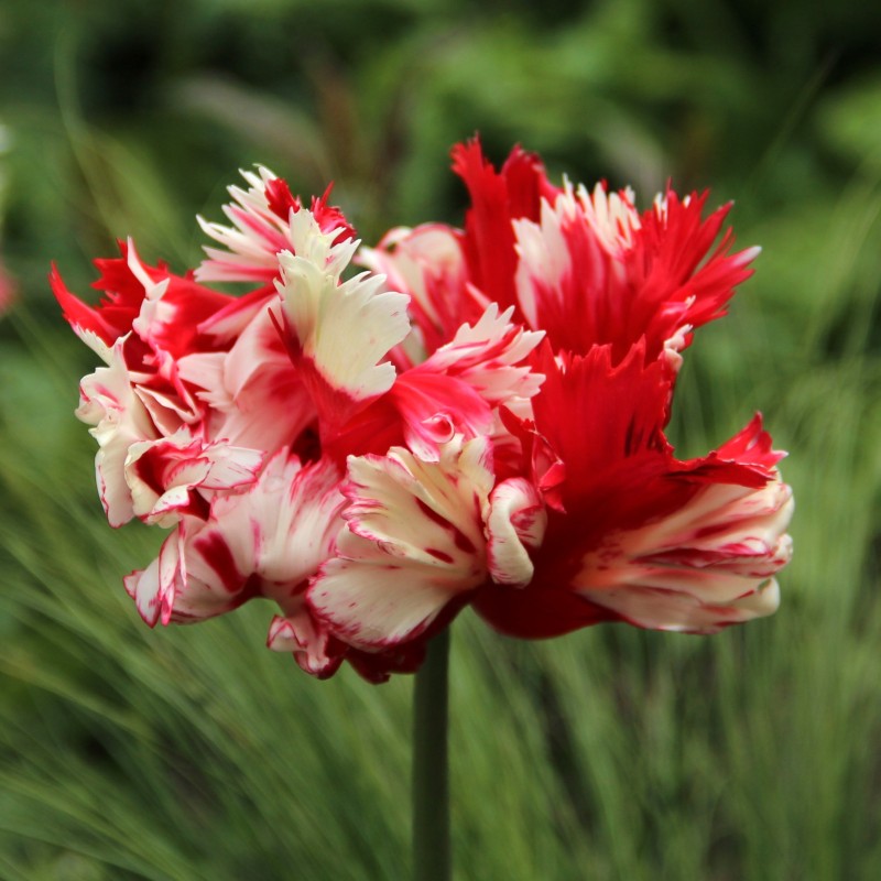 Tulipa 'Estella Rijnveld' Tulipa 'Estella Rijnveld'