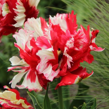 Tulipa 'Estella Rijnveld' Tulipa 'Estella Rijnveld'