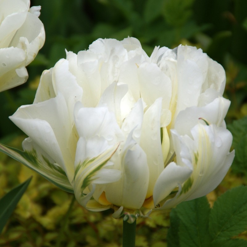 Tulipa 'Exotic Emperor' Tulipa 'Exotic Emperor'