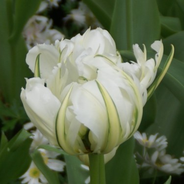 Tulipa 'Exotic Emperor' Tulipa 'Exotic Emperor'