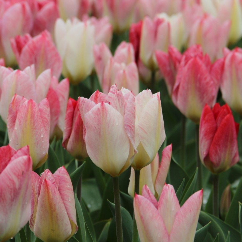 Tulipa 'Flaming Purissima' Tulipa 'Flaming Purissima'