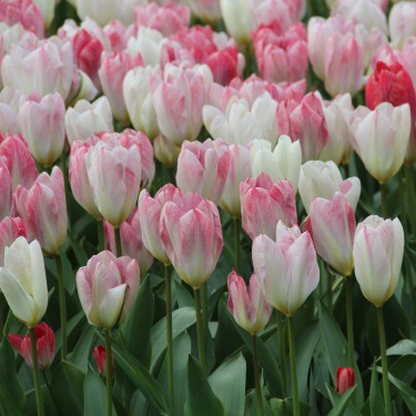 Tulipa 'Flaming Purissima' Tulipa 'Flaming Purissima'