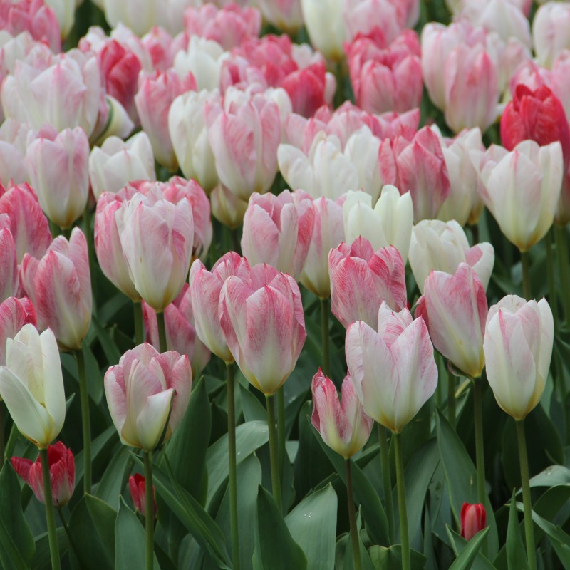 Tulipa 'Flaming Purissima' Tulipa 'Flaming Purissima'