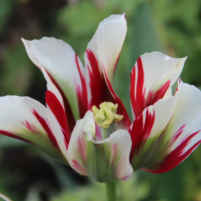 Tulipa 'Flaming Springgreen' Tulipa 'Flaming Springgreen'
