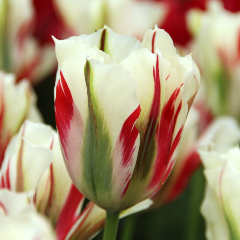 Tulipa 'Flaming Springgreen' Tulipa 'Flaming Springgreen'