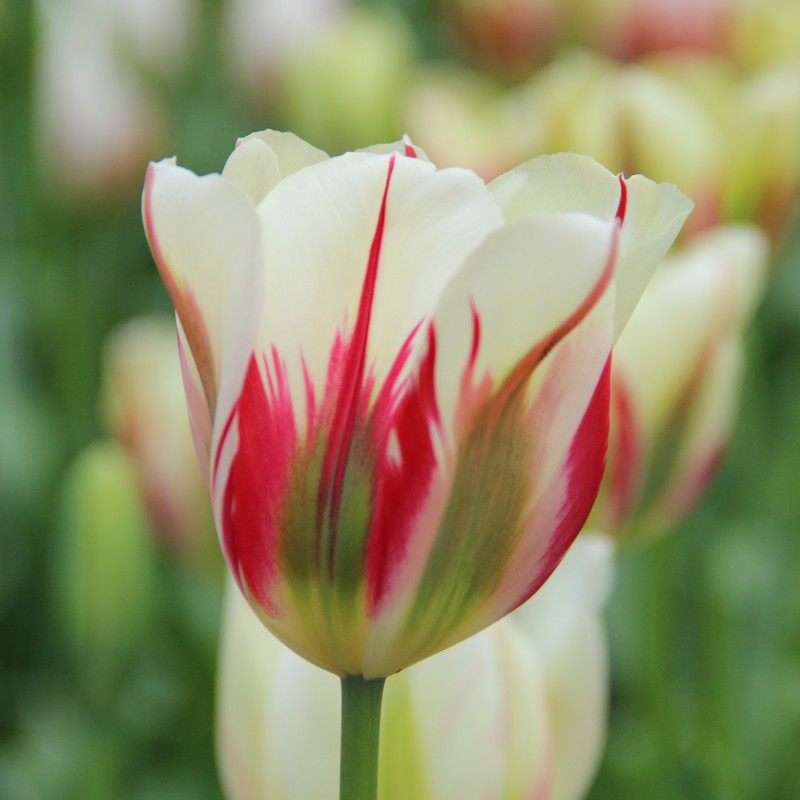 Tulipa 'Flaming Springgreen' Tulipa 'Flaming Springgreen'