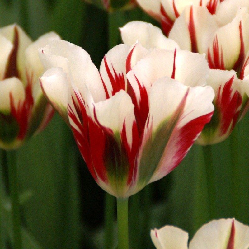 Tulipa 'Flaming Springgreen' Tulipa 'Flaming Springgreen'