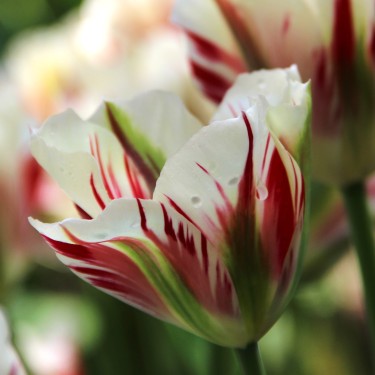 Tulipa 'Flaming Springgreen' Tulipa 'Flaming Springgreen'