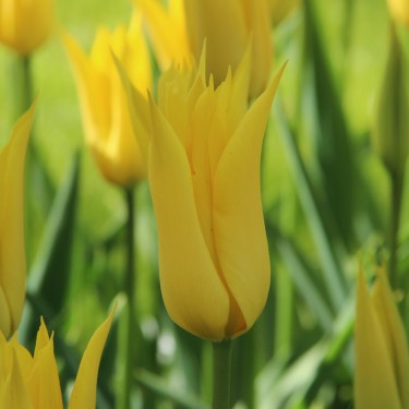 Tulipa 'Flashback' Tulipa 'Flashback'