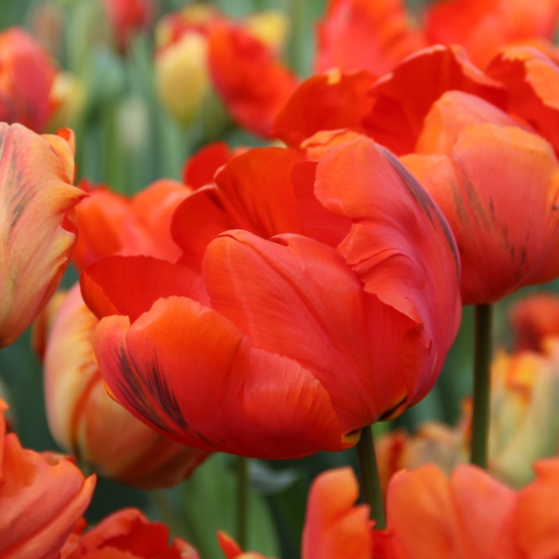 Tulipa 'Flower Power' Tulipa 'Flower Power'