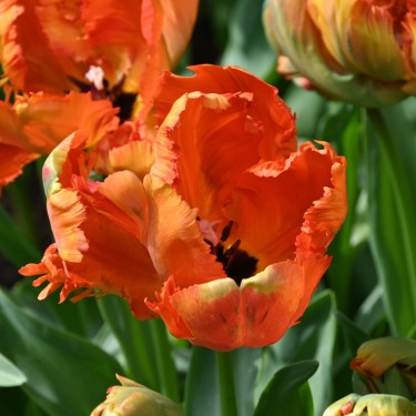 Tulipa 'Flower Power' Tulipa 'Flower Power'