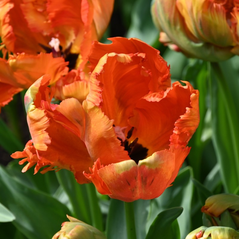 Tulipa 'Flower Power' Tulipa 'Flower Power'