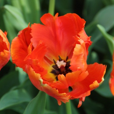Tulipa 'Flower Power' Tulipa 'Flower Power'